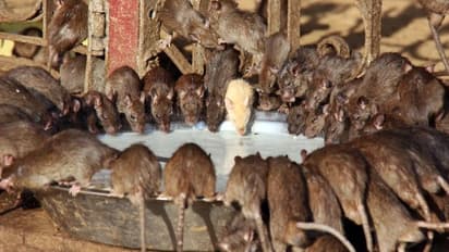 ఈ గుడిలో వేలాది ఎలుకలు ... ఒక్క తెల్ల ఎలుక కనిపించిందో జీవితమే మారిపోతుందట