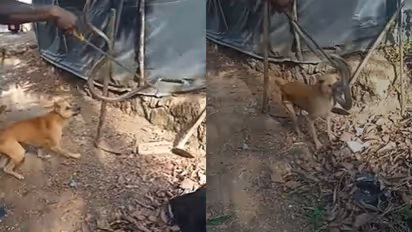 'അങ്ങട് മാറ് സാറേ... ഇപ്പ ശരിയാക്കാം' വീടിന് ചേർന്ന് മൂര്‍ഖൻ, രക്ഷിക്കാൻ ആർആർടി, പിന്നെയാണ് ട്വിസ്റ്റ് -വീഡിയോ