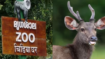 തിരുവനന്തപുരം മൃഗശാലയിലെ മ്ലാവ് ചത്ത സംഭവം; പേവിഷ ബാധ സ്ഥിരീകരിച്ചു, മൃഗശാലയിലെ ജീവനക്കാര്ക്ക് വാക്സിൻ നൽകും