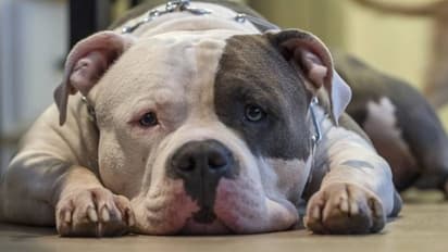 സുഹൃത്തുമായി കിടന്നുറങ്ങവെ നായ തോക്കെടുത്ത് വെടിവച്ചു എന്ന് യുവാവ്, നിസ്സാരപരിക്കോടെ രക്ഷപ്പെട്ടു