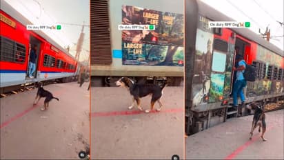 ಬಾಗಿಲಲ್ಲಿ ನೇತಾಡುವವರನ್ನೆಲ್ಲಾ ರೈಲಿನ ಒಳಗಟ್ಟಿದ  ಶ್ವಾನ: ವೀಡಿಯೋ ಸಖತ್ ವೈರಲ್