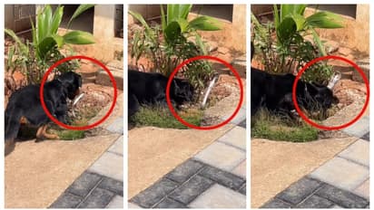 'ഒറ്റക്കടി, രണ്ട് തുണ്ടം'; മൂർഖനെ, ഒരു കടിക്ക് രണ്ട് കഷ്ണമാക്കി റോട്ട്വീലർ, വീഡിയോ വൈറല്