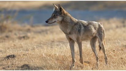 കടുവ മാത്രമല്ല, ഇന്ത്യയിൽ ചെന്നായ സങ്കേതവുമുണ്ട്, അതും ഒരേയൊരെണ്ണം! എവിടെയാണെന്ന് അറിയാമോ?