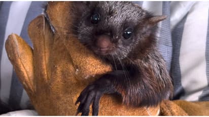 ചൊക്ലിയിൽ മരത്തിൽനിന്ന് മറ്റൊന്നിലേക്ക് ചിറക് വിരിച്ച് പറക്കുന്ന അണ്ണാൻ! അമ്പരന്ന് നാട്ടുകാർ, എല്ലിന് പൊട്ടൽ