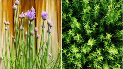 Basil to Mint: 7 herbs you can grow in your garden this Spring; Check full list HERE