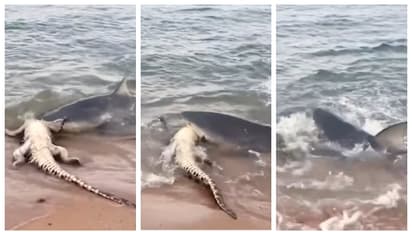 തീരത്തേക്ക് പതുങ്ങിയെത്തിയ സ്രാവ്, മുതലയെ കടിച്ചെടുത്ത് കടലിലേക്ക്; ഭയപ്പെടുത്തുന്ന വീഡിയോ വൈറൽ