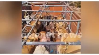 13 എണ്ണത്തിനുള്ള സ്ഥലത്ത് 22 എണ്ണം; തീറ്റയും വെള്ളവുമില്ല; വാളയാറിൽ അനധികൃതകന്നുകാലിക്കടത്ത്, ഒരുലക്ഷം രൂപ പിഴ