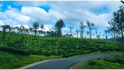 സാഹസികത നിറഞ്ഞ ഒരു തോട്ടം സവാരി ആയാലോ? പോകാം പീരുമേട്ടിലേയ്ക്ക്