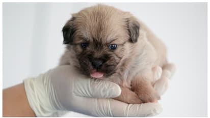 19 ലക്ഷം രൂപ ചെലവ്; മരിച്ച് പോയ പ്രിയപ്പെട്ട നായയെ ക്ലോണിങ്ങിലൂടെ പുനർജീവിപ്പിച്ച് ഉടമ