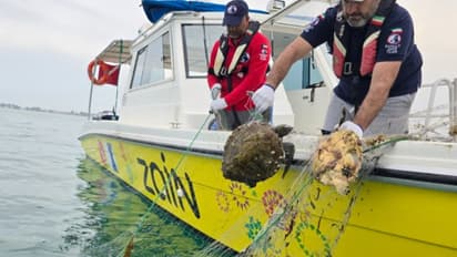നീക്കം ചെയ്തത് മൂന്ന് ടൺ മത്സ്യബന്ധന വലകൾ, അപൂർവമായ ഹോക്‌സ്ബിൽ കടലാമയെ രക്ഷപ്പെടുത്തി
