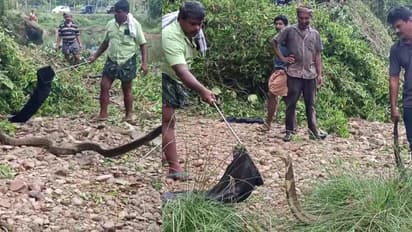 രാവിലെ അമേൽതൊട്ടിയിലെ പറമ്പിൽ ഒരനക്കം, നാട്ടുകാര്‍ കണ്ടതോടെ മരത്തിൽ കയറി; പിടികൂടിയത് കൂറ്റൻ രാജവെമ്പാലയെ