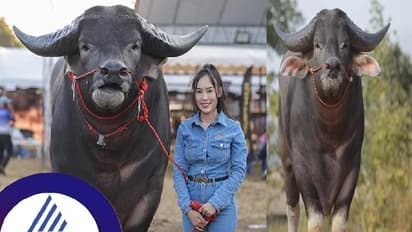 ವಿಶ್ವದ ಅತಿ ಎತ್ತರದ ನೀರು ಎಮ್ಮೆ ದಾಖಲೆ ಬರೆದ ‘ಕಿಂಗ್ ಕಾಂಗ್’... ಇದರ ಹೈಟ್ ಕೇಳಿದ್ರೆ ಶಾಕ್ ಆಗ್ತೀರಿ!