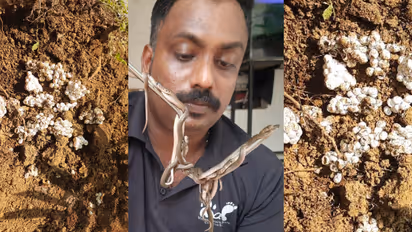 പറമ്പ് കിളച്ചപ്പോൾ പൊന്തി വന്നത് 150 ലേറെ പാമ്പിൻ മുട്ടകൾ, ആശങ്കയിൽ വീട്ടുകാർ, വിരിഞ്ഞിറങ്ങിയത് നീർക്കോലികൾ