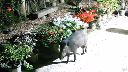 പശുക്കിടാവെന്ന് കരുതി മൈൻഡ് ചെയ്തില്ല, വീട്ടുമുറ്റത്ത് എത്തിയിരുന്ന വില്ലനെ കണ്ടപ്പോൾ കരുവാറ്റയിൽ ആശങ്ക