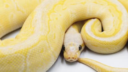 പ്രേമം പൊളിഞ്ഞു, രണ്ട് വഴിയിൽ യുവതിയും യുവാവും, ഓമനപാമ്പുകൾ പട്ടിണി കിടന്ന് ചത്തു, 70 പെരുമ്പാമ്പുകൾക്ക് രക്ഷ