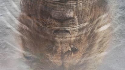 അമ്പോ..എന്തൊരു പോക്കായിരുന്നു! മുടക്കിയത് 200 മില്യൺ, നേടിയത് 6000 കോടിയിലധികം; മുഫാസ ഇനി ഒടിടിയിൽ