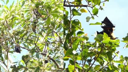 മലപ്പുറത്ത് വവ്വാലുകൾ കൂട്ടത്തോടെ ചത്ത നിലയിൽ; സാമ്പിൾ പൂനൈ വൈറോളജി ഇൻസ്റ്റിറ്റ്യൂട്ടിലേക്ക് പരിശോധനക്കയച്ചു