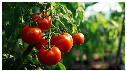 ഈ ചെടികൾ തക്കാളിക്കൊപ്പം വളർത്താൻ പാടില്ല; കാരണം ഇതാണ് 