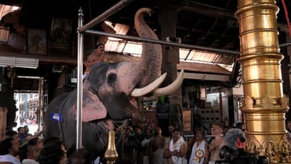 കാര്യം വിഐപി പരിഗണനയാണ്, പക്ഷേ ഉറക്കം വിട്ടൊരു കാര്യമില്ല, 'ബാലു' മടങ്ങി, പകരമെത്തുന്നത് രവികൃഷ്ണൻ