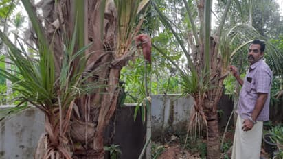   പ്രതീക്ഷ വേണ്ട, ആ തെങ്ങ് ചതിച്ചു! തേങ്ങയ്ക്ക് പകരം തെങ്ങിൽ മുളച്ച 'തെങ്ങിൻ തൈകൾ'; കാരണം കണ്ടെത്തി ഗവേഷകർ