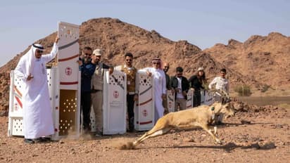 സൗദി അറേബ്യയിൽ വംശനാശ ഭീഷണി നേരിടുന്ന മൃഗങ്ങളെ റിസർവുകളിൽ വിട്ടയച്ചു