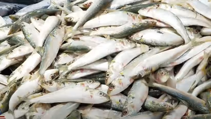 കേരളത്തിൽ നിന്ന് കിട്ടുന്ന മത്തിയെന്താണ് വളരാത്തത്! ഒരേ വലുപ്പം, ബട്ട് വൈ? കാരണം വ്യക്തമാക്കി വിദഗ്ധർ