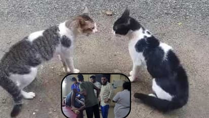 ಹೆಣ್ಣು ಬೆಕ್ಕಿನ ಹಿಂದೆ ಓಡಿಬಂದ ಪಕ್ಕದ್ಮನೆ ಗಂಡು ಬೆಕ್ಕು; ಮಚ್ಚಿನಿಂದ ಹೊಡೆದಾಡಿಕೊಂಡು ಆಸ್ಪತ್ರೆ ಸೇರಿದ ಮಾಲೀಕರು!