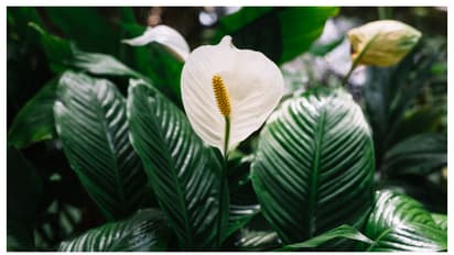 വീട്ടിൽ സമാധാനം തരും പീസ് ലില്ലി