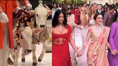 ಅನಂತ್ ಮದುವೆಯಲ್ಲಿ ಹಸುಗಳ ಕಾಲಿಗೂ ವಜ್ರದ ಪಟ್ಟಿ, ಶ್ರೀಮಂತಿಕೆ ವರ್ಣಿಸಿದ ಕರ್ದಾಶಿಯನ್ ಸಹೋದರಿಯರು 