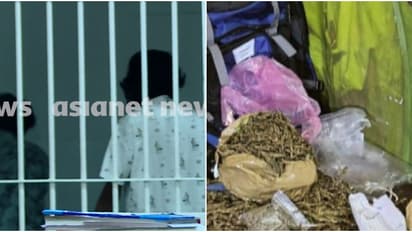 കളമശ്ശേരി പോളിടെക്നിക് ലഹരിവേട്ട; ഹോസ്റ്റലിൽ കഞ്ചാവ് എത്തിച്ച രണ്ട് പൂർവ വിദ്യാർത്ഥികൾ പിടിയിൽ