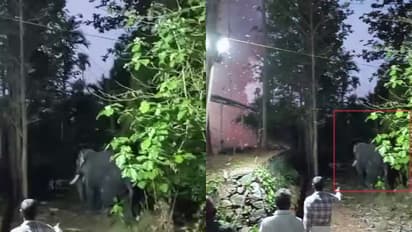 എഴുന്നള്ളിപ്പിന് എത്തിച്ച ആനയെ തളച്ചത് വെടിക്കെട്ട് നടക്കുന്നിടത്ത്, പയ്യൂർകാവ് ക്ഷേത്ര ഭാരവാഹികൾക്കെതിരെ കേസ്