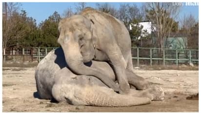 സങ്കടക്കടൽ; 25 വർഷം തന്നോടൊപ്പം സർക്കസിലുണ്ടായിരുന്ന ആന മരിച്ചപ്പോൾ കണ്ണീർ വാർക്കുന്ന കൂട്ടുകാരി, വീഡിയോ വൈറൽ