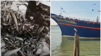 4000 കിലോ കിളിയും ഉലുവാച്ചിയും കടലിലൊഴുക്കി, ബാക്കി മീൻ ലേലം നടത്തി കിട്ടിയത് 3,23,250 രൂപ; കടുത്ത നടപടി