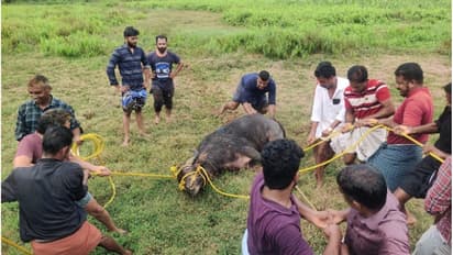 കശാപ്പിന് കൊണ്ടുവന്ന പോത്ത് വിരണ്ടോടി; കുത്തിപ്പരിക്കേല്പ്പിച്ചത് മൂന്ന് പേരെ, വാഹനങ്ങള്ക്കും കേടുപാട്