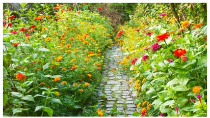 നിങ്ങളുടെ ഓമനച്ചെടികൾ പൂക്കുന്നില്ലേ? ഇതാ ചില കുറുക്കുവഴികൾ 