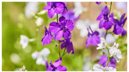 വേനൽക്കാലത്ത് വീട്ടിൽ വളർത്താൻ കഴിയുന്ന 8 ചെടികൾ ഇതാണ് 