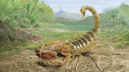 125 മില്ല്യൺ വർഷം പഴക്കം, വിഷത്തേളിന്റെ ഫോസിൽ കണ്ടെത്തി, വഴിത്തിരിവെന്ന് ​ഗവേഷകർ