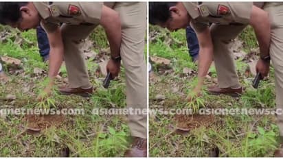 മീനച്ചിലാറിന്റെ തീരത്ത് കഞ്ചാവ് ചെടി, 10-ാം ക്ലാസുകാരനെ കഞ്ചാവുമായി പിടികൂടിയ സ്ഥലത്ത് നിന്ന് 100 മീറ്റർ അകലെ