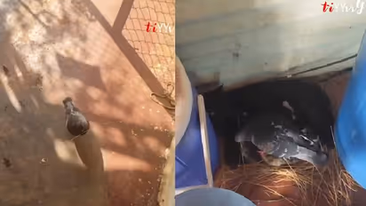 ഇത് വിശ്വസിക്കാനാവുന്നില്ല; അമ്മപ്പൂച്ചയ്ക്കും കുഞ്ഞുങ്ങൾക്കും കൂടൊരുക്കി പ്രാവ്?