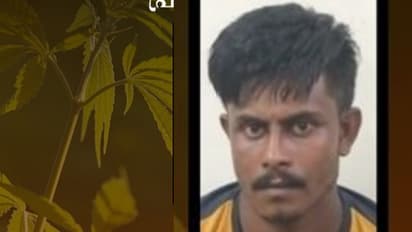 ചേർത്തലയിലെ ഷെഡിന് സമീപം നട്ടുവളർത്തിയത് കഞ്ചാവ് ചെടി, കട്ടിലിനടിയിൽ ഒളിപ്പിച്ച 260 ഗ്രാം കഞ്ചാവും; അറസ്റ്റിൽ