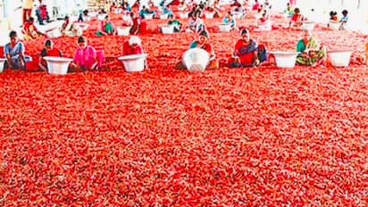 ಬೆಲೆ ಕುಸಿತದಿಂದ ನಲುಗಿದ್ದ ಕೆಂಪು ಮೆಣಸು ಬೆಳೆಗಾರರ ಕೈ ಹಿಡಿದ ಕೇಂದ್ರ, ಆಂಧ್ರ ಸರ್ಕಾರ
