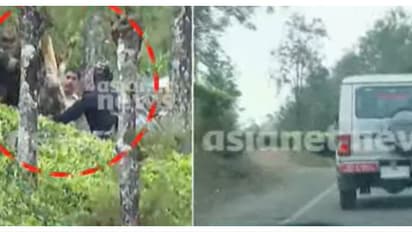 ഒടുവിൽ പിടിയിൽ; ​ഗ്രാമ്പിയിലെ കടുവയെ മയക്കുവെടി വെച്ച് വലയിലാക്കി ദൗത്യസംഘം, തേക്കടിയിലേക്ക് തിരിച്ചു