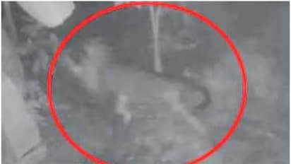 പോമറേനിയന് നായയെ കടിച്ചെടുത്ത് പോകുന്ന അജ്ഞാത ജീവി; ഇരുട്ട് വീണാൽ പേടി കാരണം പുറത്തിറങ്ങാതെ നാട്ടുകാർ