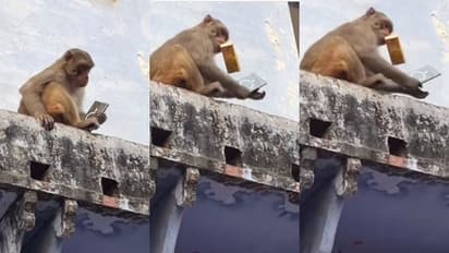 ಮ್ಯಾಂಗೋ ಜ್ಯೂಸ್‌ಗಾಗಿ ಮೊಬೈಲ್ ಕಸಿದು ಡೀಲ್ ಮಾಡಿದ ಕೋತಿ: ವೀಡಿಯೋ ಸಖತ್ ವೈರಲ್‌