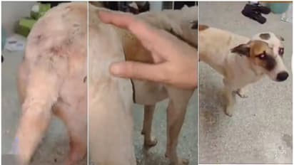 കണ്ണില്ലാത്ത ക്രൂരത, നായയുടെ സ്വകാര്യ ഭാഗങ്ങളിൽ മുറിവുണ്ടാക്കി ലൈംഗികമായി ഉപദ്രവിച്ച് 23കാരൻ; അറസ്റ്റിൽ