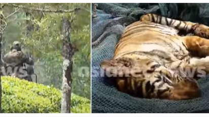 ഇടുക്കിയിലെ ഗ്രാമ്പിയിൽ നിന്നും പിടികൂടിയ കടുവ ചത്തു