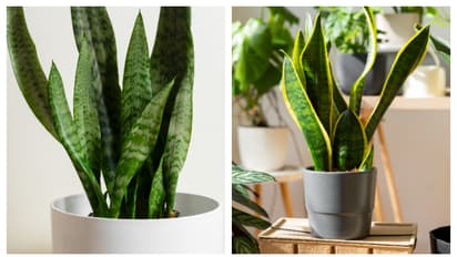 നിങ്ങളുടെ സ്‌നേക് പ്ലാന്റിന് ആവശ്യമായ വെളിച്ചം ലഭിക്കുന്നുണ്ടോ? ഇല്ലെങ്കിൽ സൂക്ഷിക്കണം 