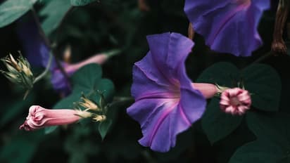 Spring Garden: 6 beautiful flowering vines to brighten your outdoor space