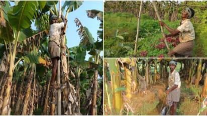 കൂലിപ്പണിക്കായെത്തി, എല്ലുമുറിയെ പണിയെടുത്ത് തേഞ്ഞിപ്പലത്തെ മണ്ണ് പൊന്നാക്കി ഒഡീഷക്കാരൻ സുക്രു; മാതൃകയാണീ കൃഷി