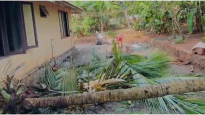 ഇഫ്താ൪ സംഗമത്തിനിടെ തെങ്ങ് കടപുഴകി വീണ് അപകടം; വീടിൻ്റെ ഒരു വശം തകർന്നു, അപകടത്തിൽ ആർക്കും പരിക്കില്ല